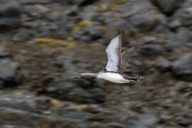 Red-throated Loon