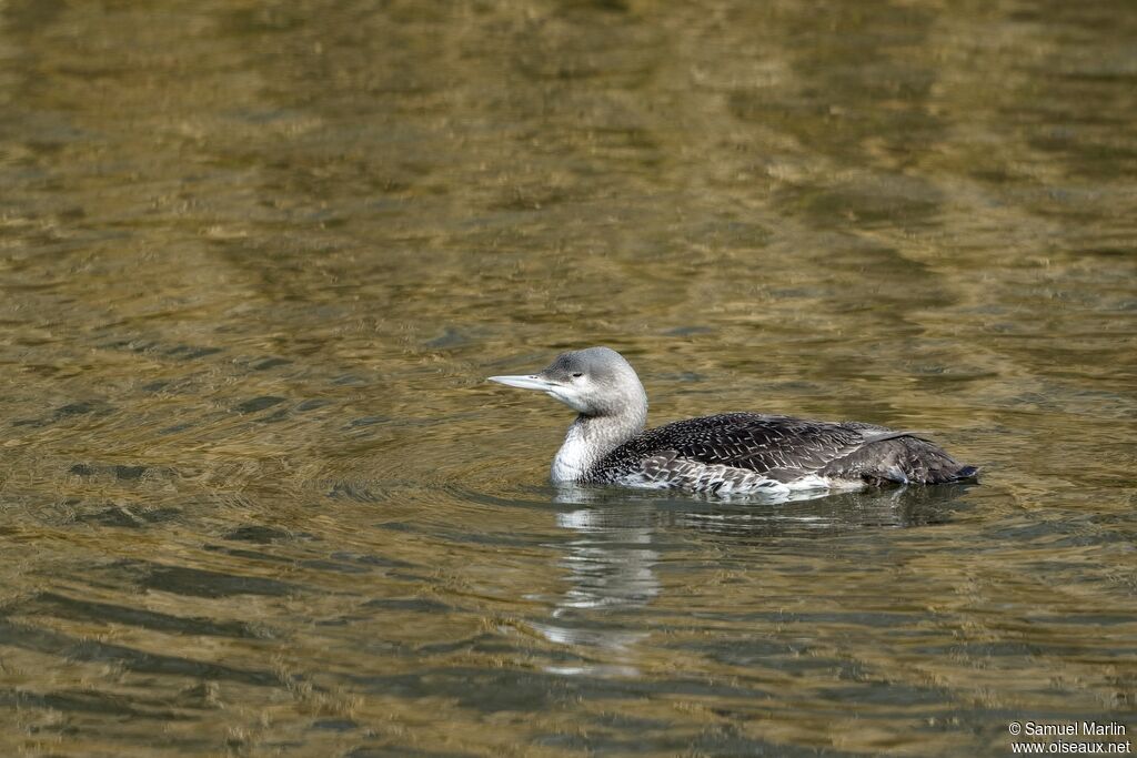 Red-throated LoonFirst year