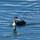 Plongeon du Pacifique