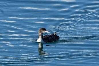 Plongeon du Pacifique