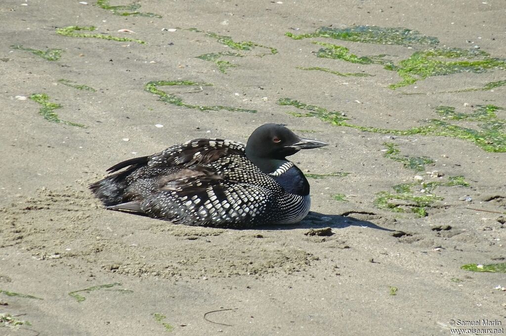 Common Loon male adult