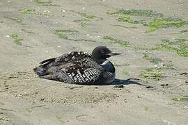 Common Loon