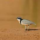 Pluvian fluviatile