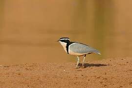 Egyptian Plover