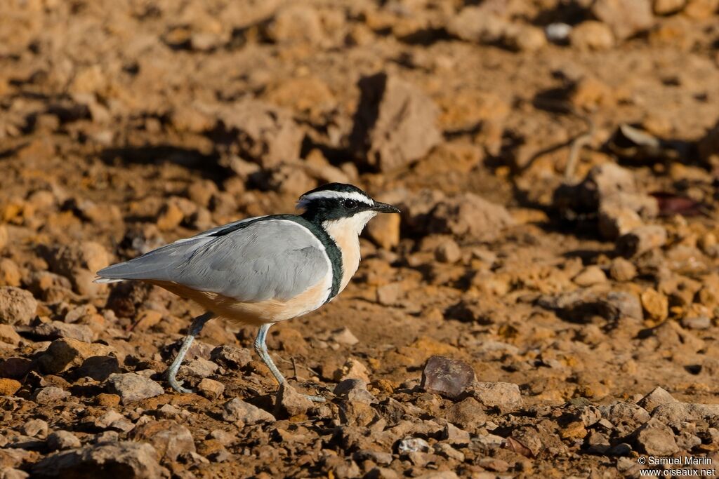 Egyptian Ploveradult