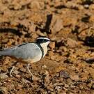 Pluvian fluviatile