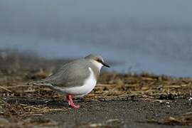 Magellanic Plover