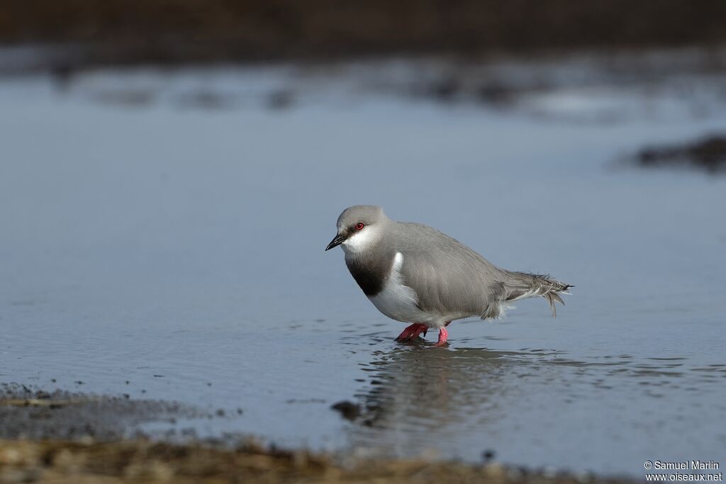 Magellanic Ploveradult