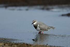 Magellanic Plover