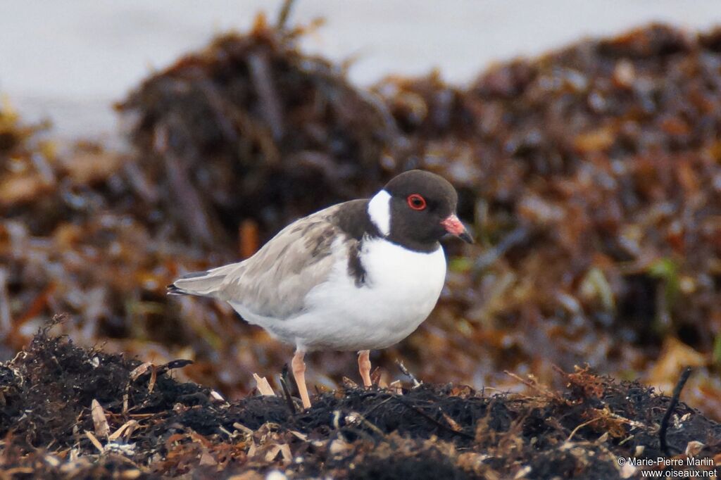 Hooded Dottereladult