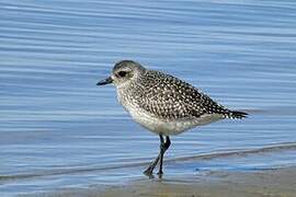 Grey Plover