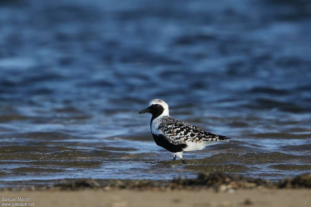 Grey Plover male adult breeding