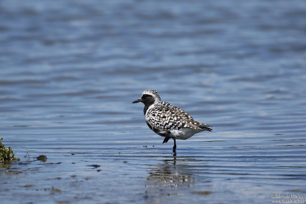 Grey Plover male adult