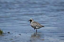 Grey Plover