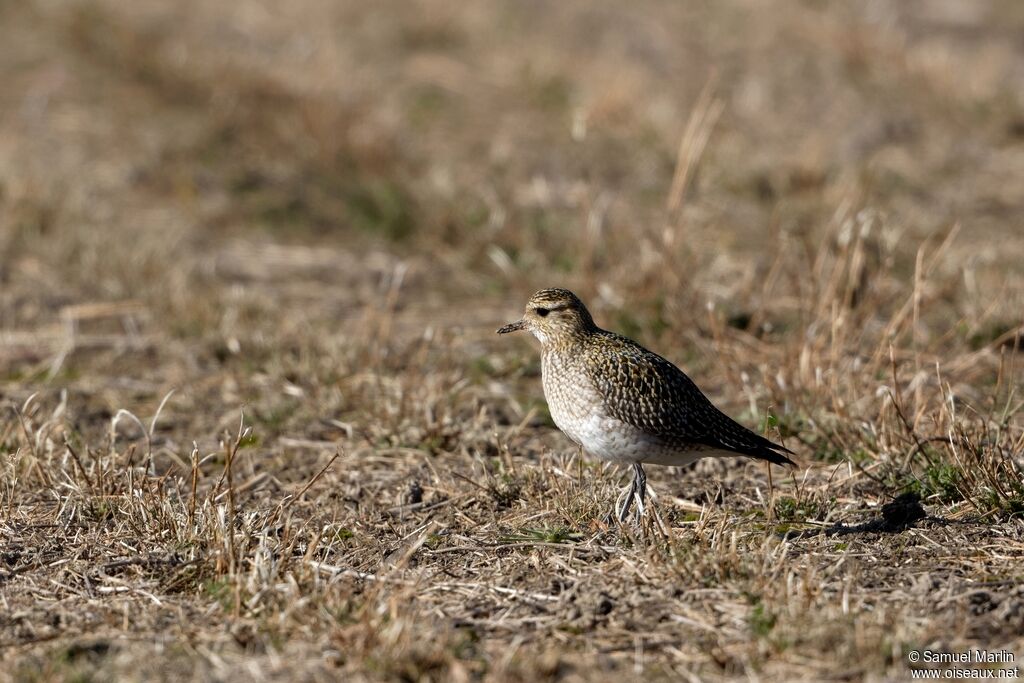 European Golden Plover