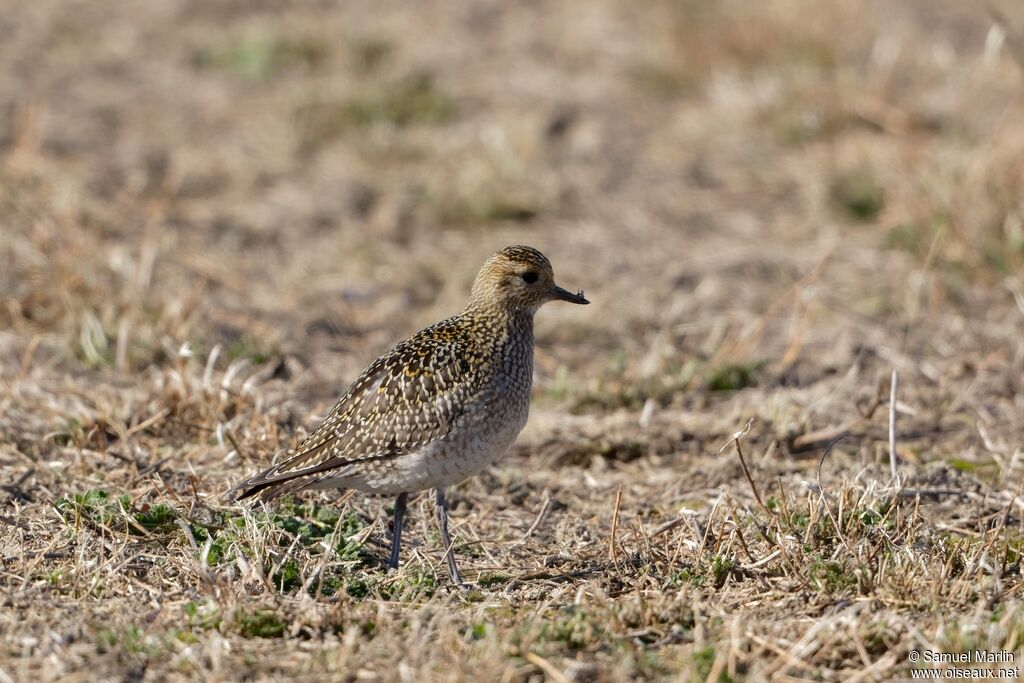 European Golden Ploveradult