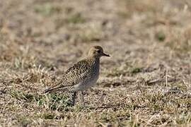 European Golden Plover