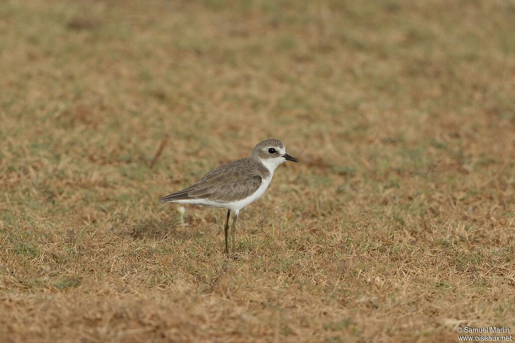 Tibetan Sand Plover