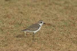 Tibetan Sand Plover