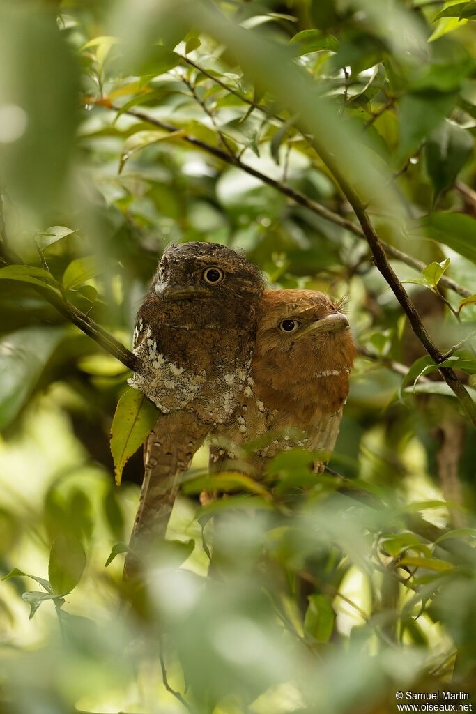 Sri Lanka Frogmouthadult