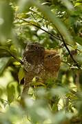 Sri Lanka Frogmouth