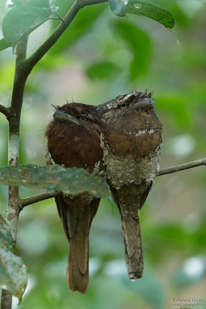 Sri Lanka Frogmouthadult