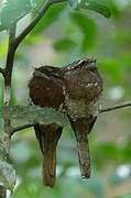 Sri Lanka Frogmouth