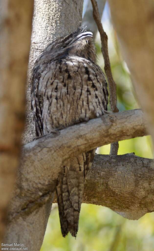 Tawny Frogmouthadult