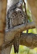 Tawny Frogmouth