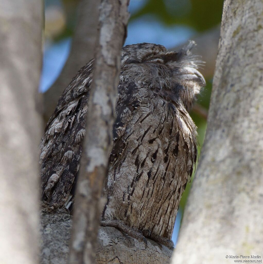 Tawny Frogmouthadult