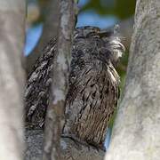 Tawny Frogmouth