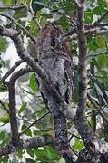 Papuan Frogmouth