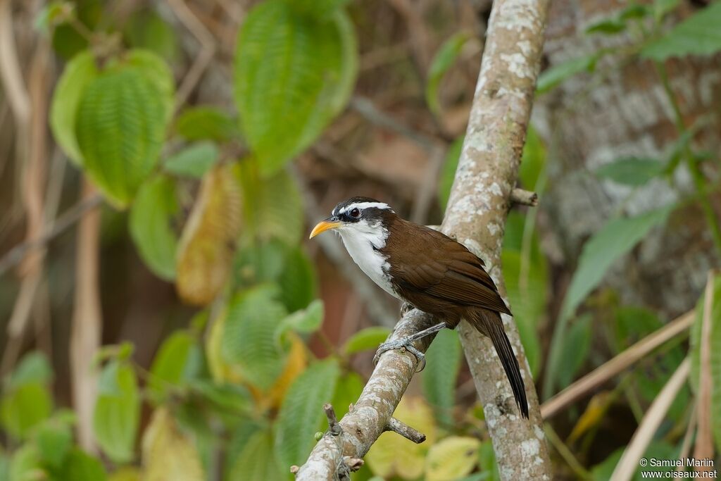 Sri Lanka Scimitar Babbleradult