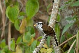 Sri Lanka Scimitar Babbler