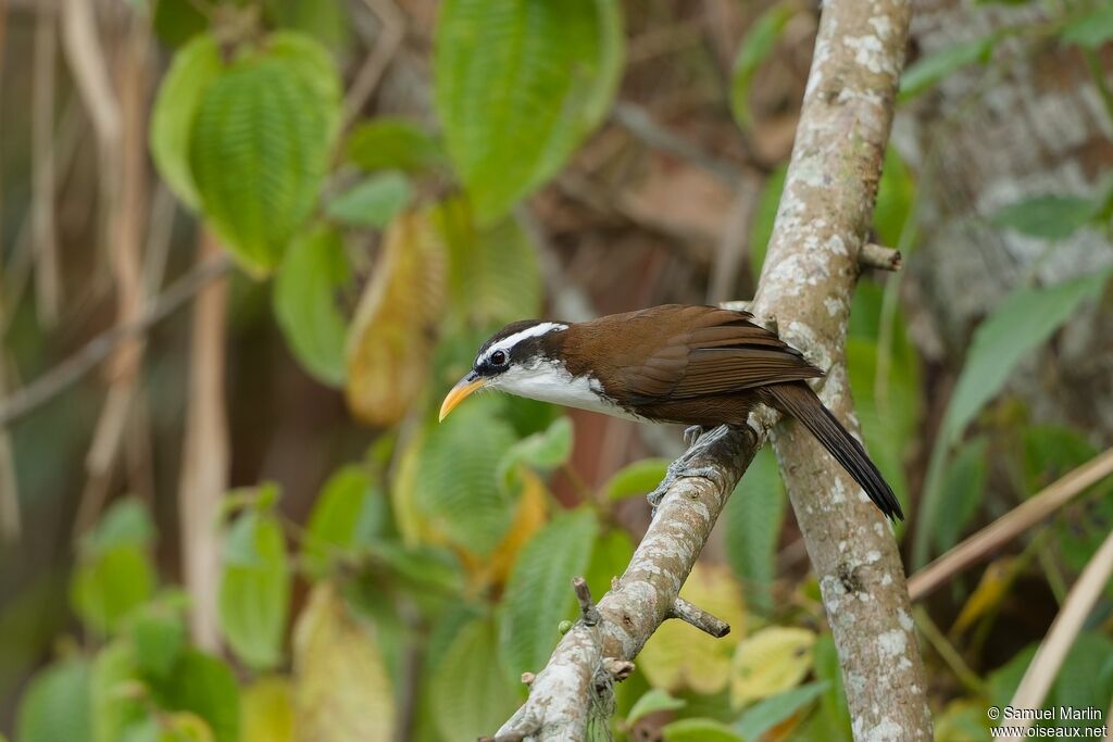 Sri Lanka Scimitar Babbleradult