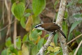 Sri Lanka Scimitar Babbler