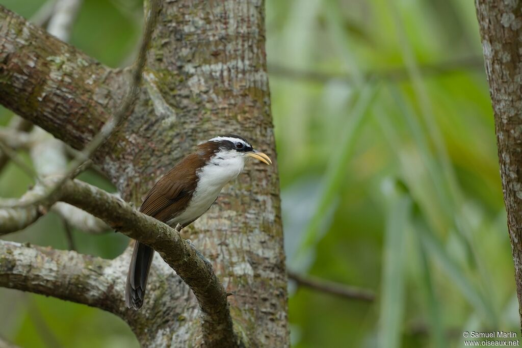 Sri Lanka Scimitar Babbleradult