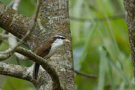 Sri Lanka Scimitar Babbler