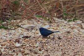 Blue Finch