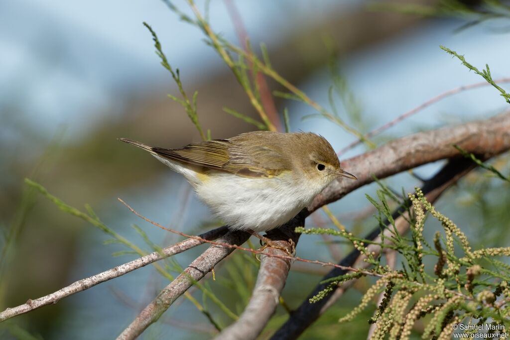 Western Bonelli's Warbleradult