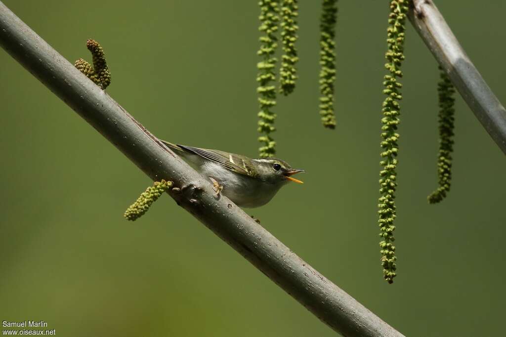 Pouillot de l'Omeiadulte, identification