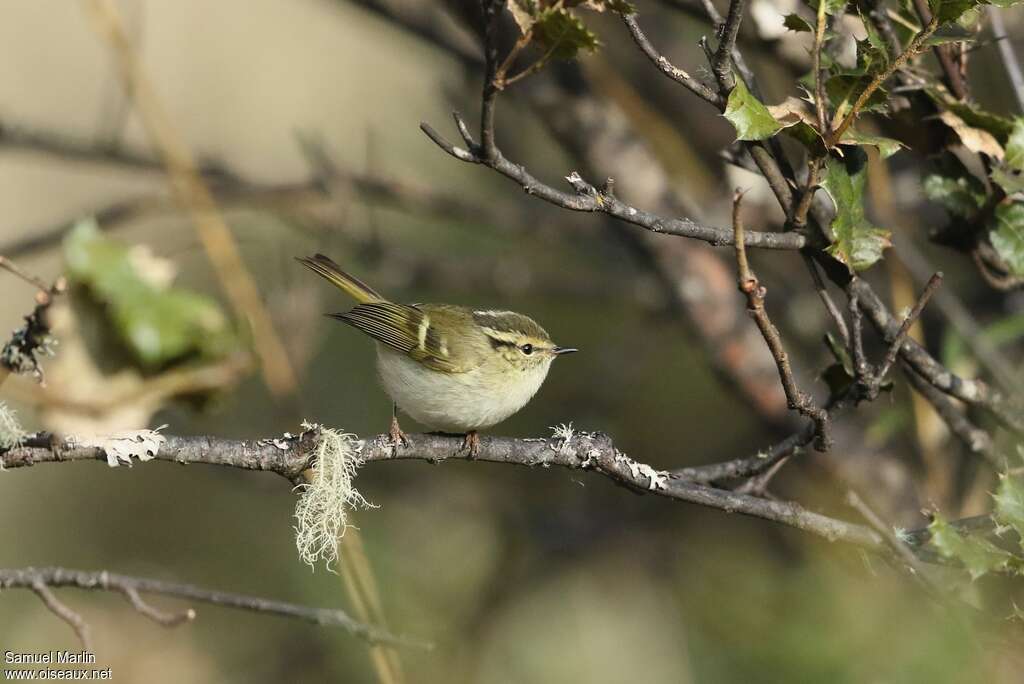 Pouillot de Lichiangadulte, identification