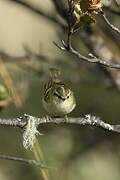 Sichuan Leaf Warbler