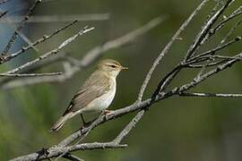 Willow Warbler