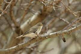 Willow Warbler