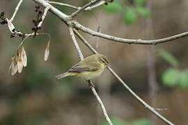 Common Chiffchaff