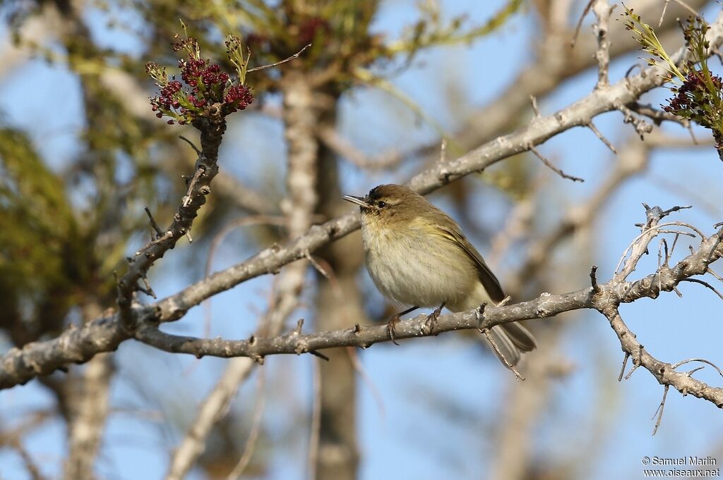 Common Chiffchaff