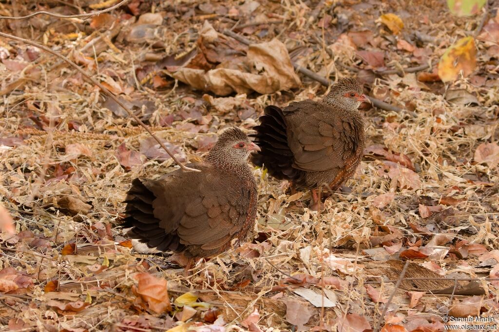 Stone Partridgeadult