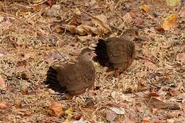 Stone Partridge