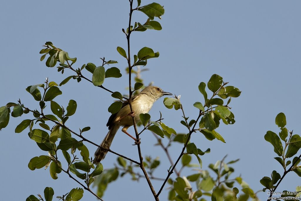 Prinia à ailes roussesadulte